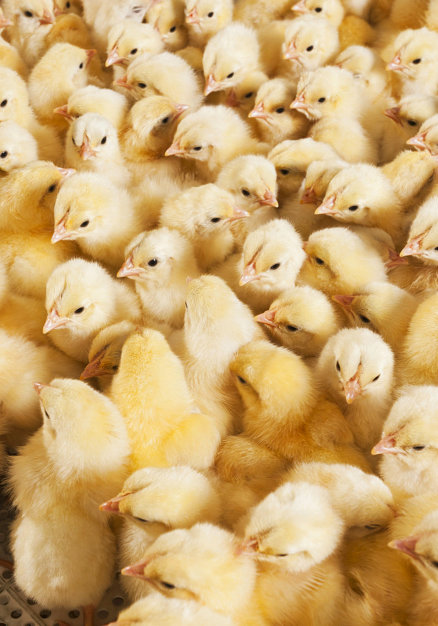 group of chicks in a poultry farm