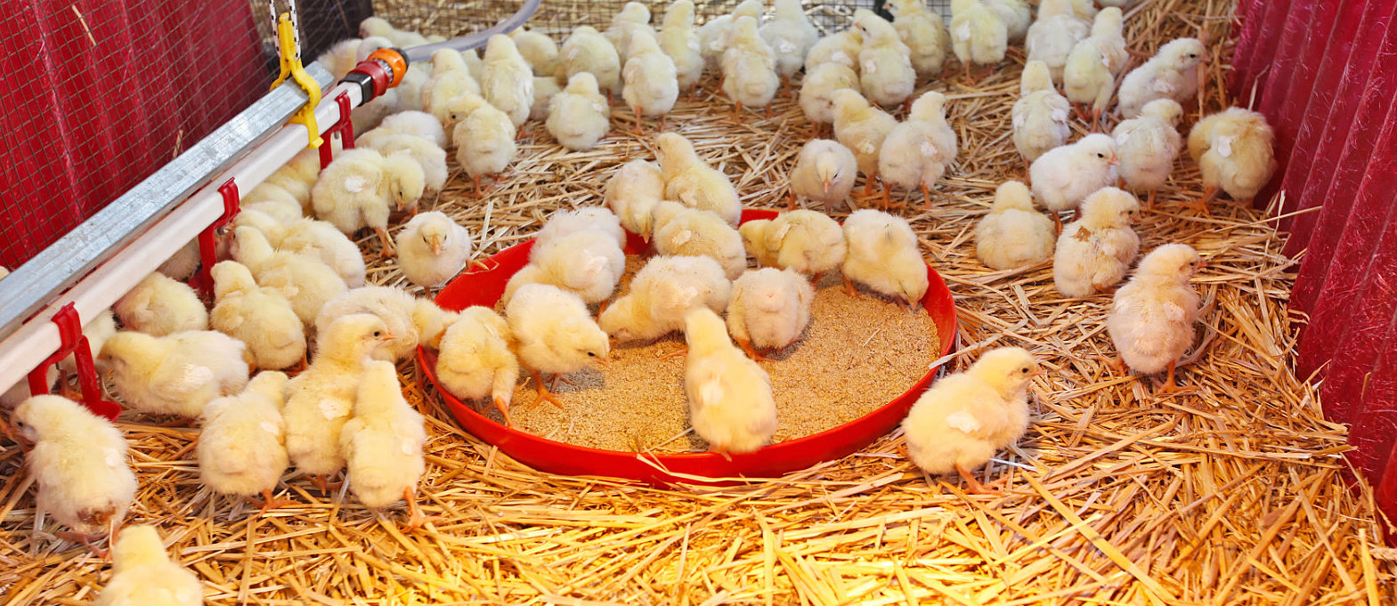chicks poultry concept
