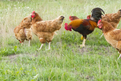 flock of  roosters searching food in the farmyard