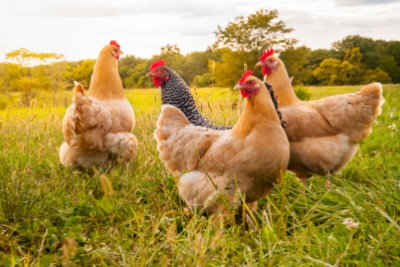 chicken on the farm