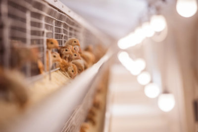 baby chicken in a poultry farm in the cell