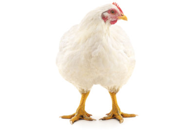 big white hen isolated on white background